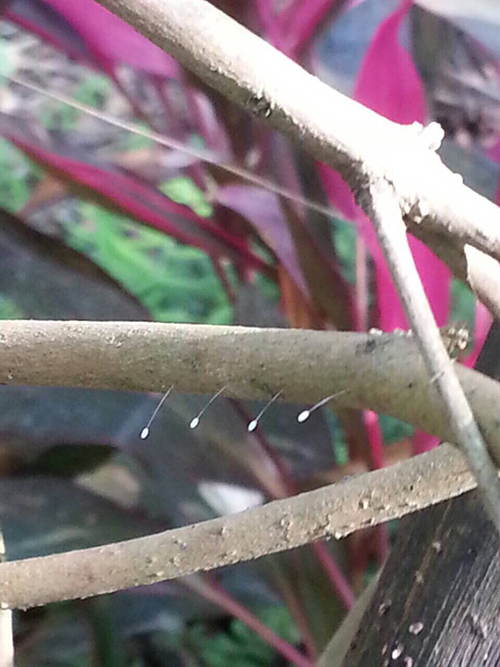 今天農曆2月13日是一年當中僅有的三個日子之一