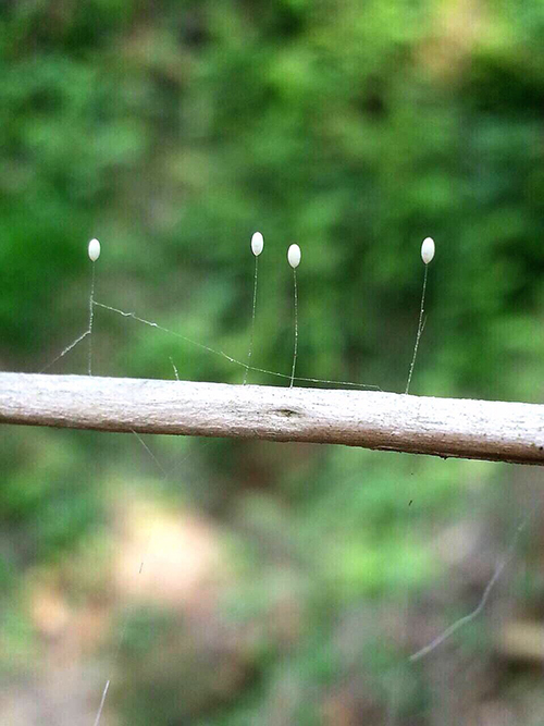 今天農曆2月13日是一年當中僅有的三個日子之一