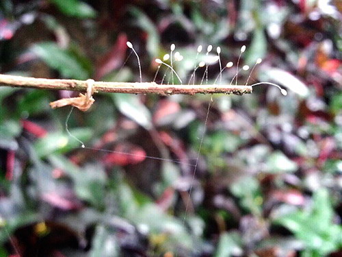 當聖山開出第一朵優曇婆羅花時