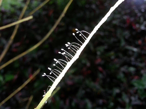 當聖山開出第一朵優曇婆羅花時