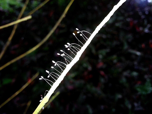 當聖山開出第一朵優曇婆羅花時