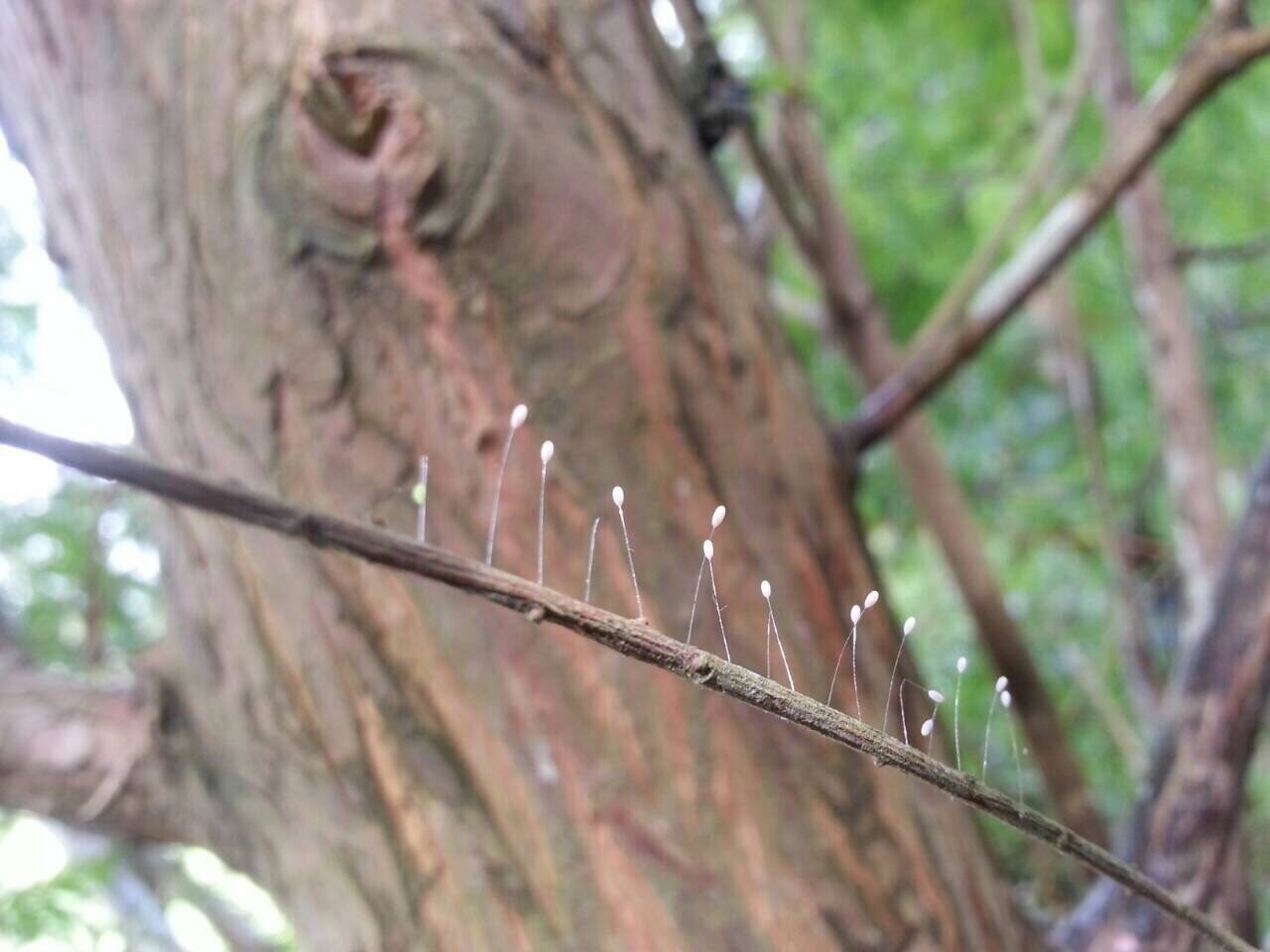 威神之力嘆莫能窮，佛慈心悲天數成雙。